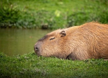 The Capybara: The World's Largest Rodent