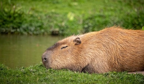 The Capybara: The World's Largest Rodent