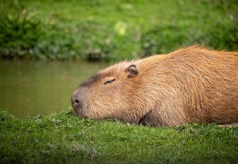 The Capybara: The World's Largest Rodent