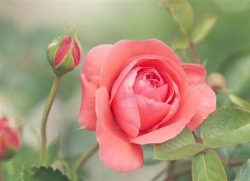 Roses: The Timeless Flowers of Love, Beauty, and Tradition