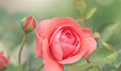 Roses: The Timeless Flowers of Love, Beauty, and Tradition