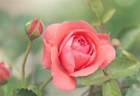Roses: The Timeless Flowers of Love, Beauty, and Tradition