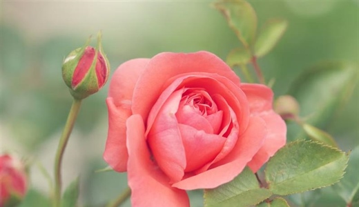 Roses: The Timeless Flowers of Love, Beauty, and Tradition