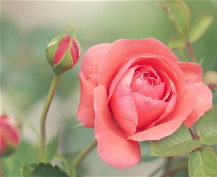 Roses: The Timeless Flowers of Love, Beauty, and Tradition