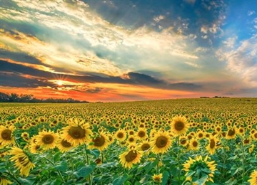 Sunflowers: Bright Flowers That Follow the Light