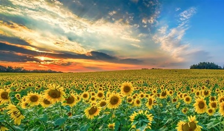 Sunflowers: Bright Flowers That Follow the Light
