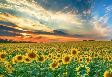 Sunflowers: Bright Flowers That Follow the Light
