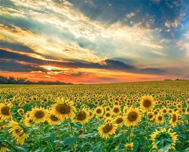 Sunflowers: Bright Flowers That Follow the Light