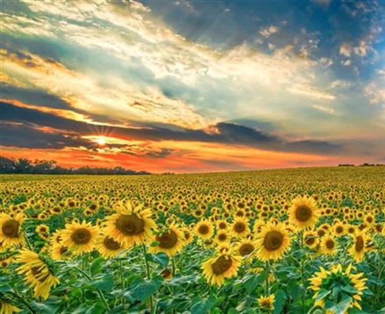 Sunflowers: Bright Flowers That Follow the Light