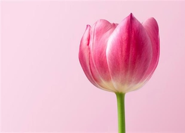 Tulips: The Colorful Flowers That Transformed European Gardens