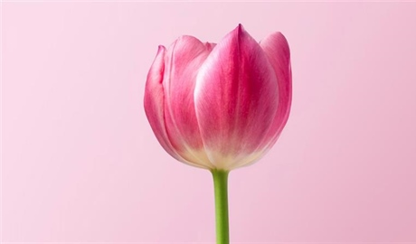 Tulips: The Colorful Flowers That Transformed European Gardens