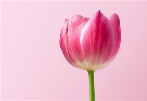 Tulips: The Colorful Flowers That Transformed European Gardens