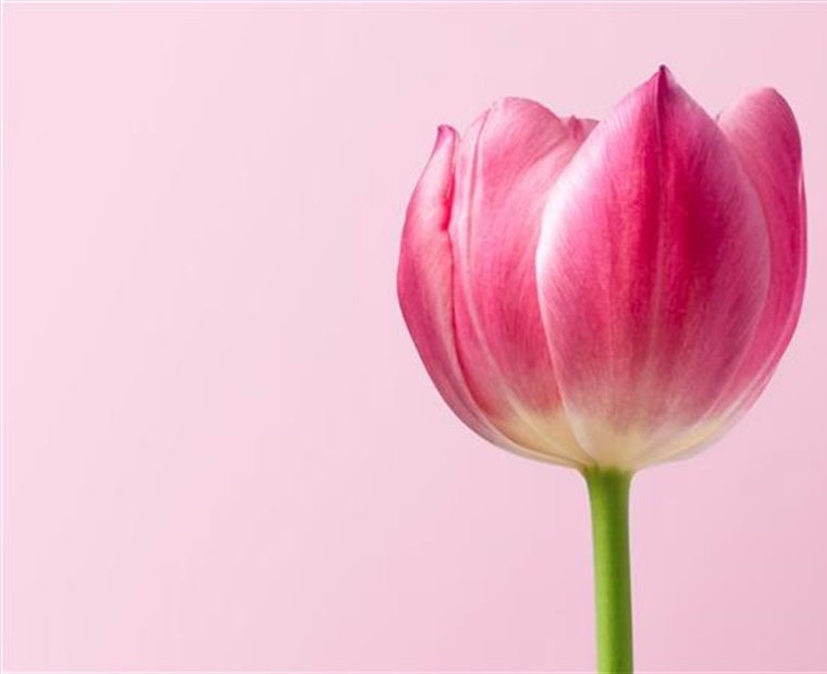 Tulips: The Colorful Flowers That Transformed European Gardens
