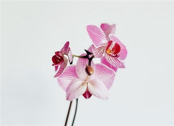 Orchids: Some of the Most Diverse Flowers on Earth