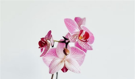 Orchids: Some of the Most Diverse Flowers on Earth