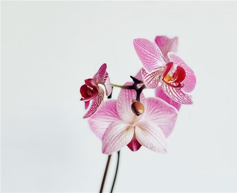 Orchids: Some of the Most Diverse Flowers on Earth