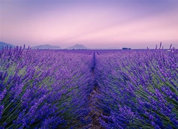 Lavender: The Fragrant Flower of Mediterranean Landscapes