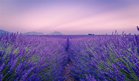 Lavender: The Fragrant Flower of Mediterranean Landscapes