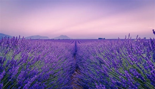Lavender: The Fragrant Flower of Mediterranean Landscapes