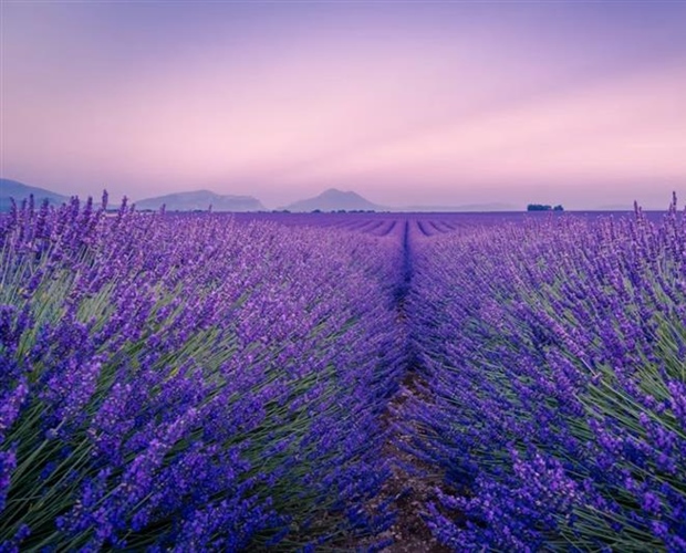 Lavender: The Fragrant Flower of Mediterranean Landscapes