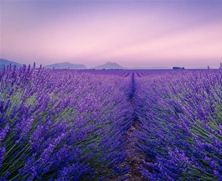 Lavender: The Fragrant Flower of Mediterranean Landscapes