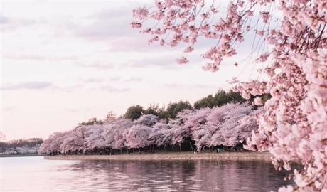 Cherry Blossoms: The Flowers That Turn Spring Into a Celebration