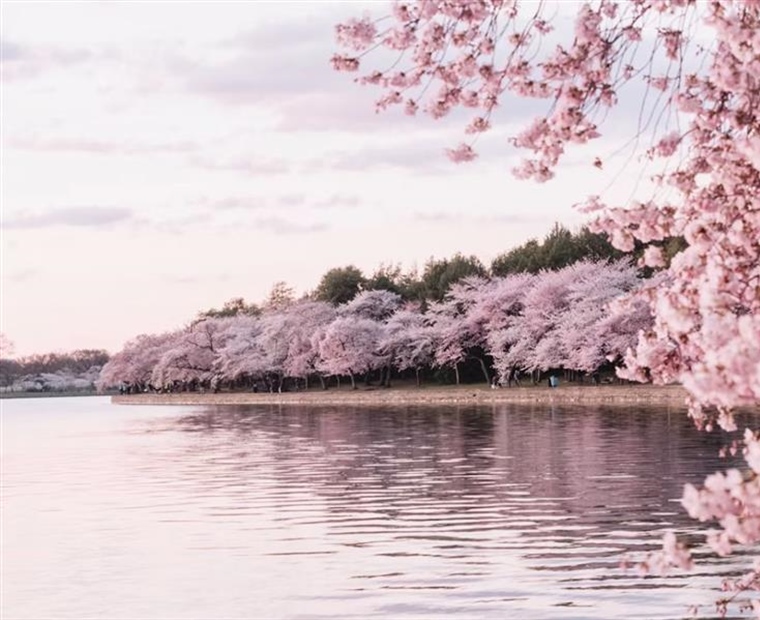 Cherry Blossoms: The Flowers That Turn Spring Into a Celebration