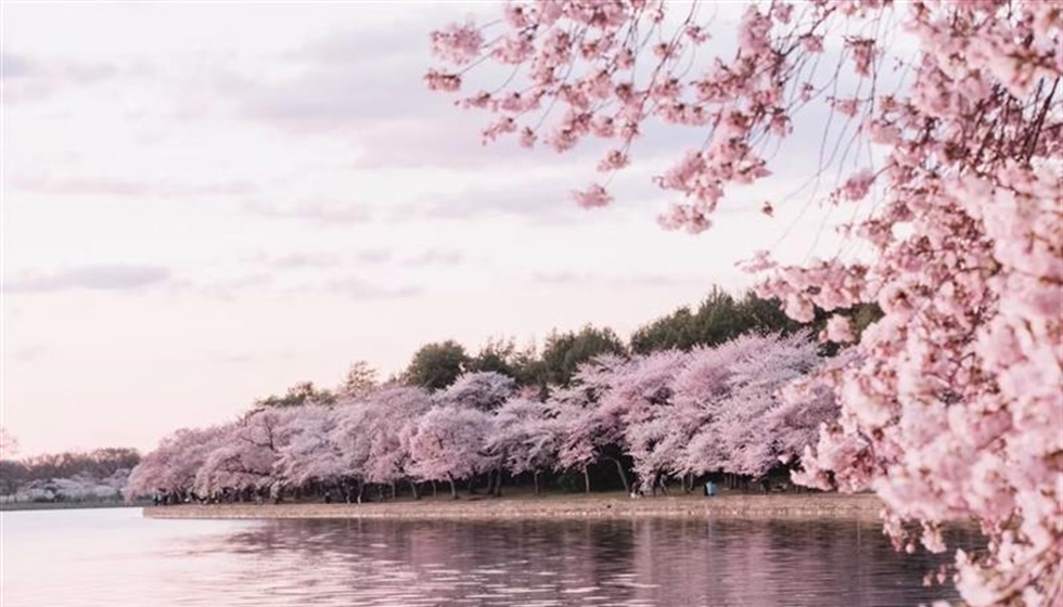 Cherry Blossoms: The Flowers That Turn Spring Into a Celebration