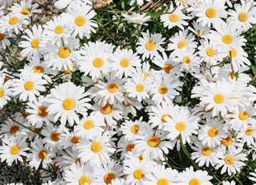 Daisies: Simple Flowers With Surprising Complexity