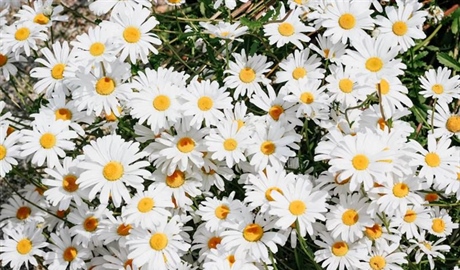 Daisies: Simple Flowers With Surprising Complexity