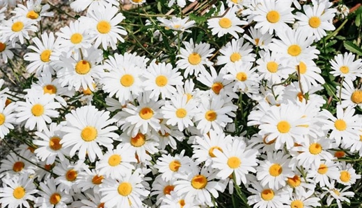 Daisies: Simple Flowers With Surprising Complexity