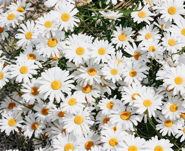 Daisies: Simple Flowers With Surprising Complexity