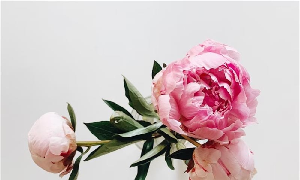 Peonies: Luxurious Flowers With Generations of Garden History
