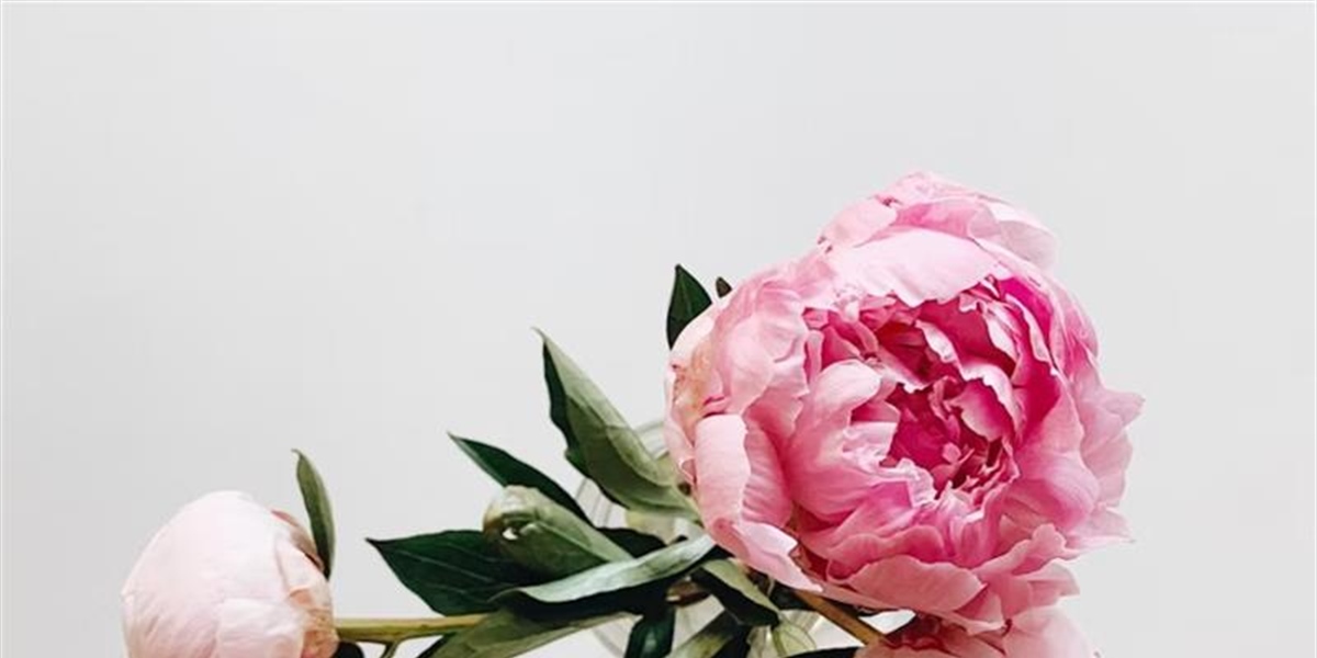 Peonies: Luxurious Flowers With Generations of Garden History