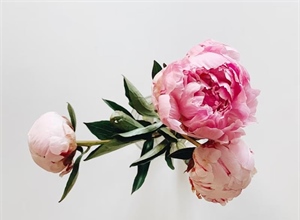 Peonies: Luxurious Flowers With Generations of Garden History