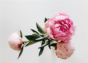Peonies: Luxurious Flowers With Generations of Garden History