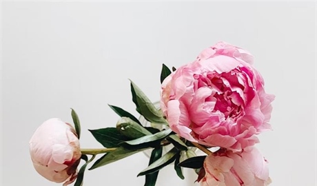Peonies: Luxurious Flowers With Generations of Garden History