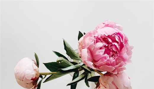 Peonies: Luxurious Flowers With Generations of Garden History
