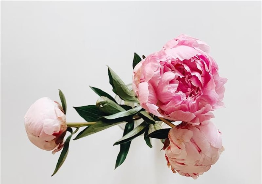 Peonies: Luxurious Flowers With Generations of Garden History