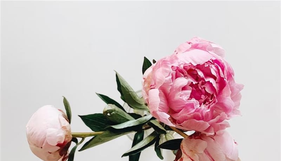 Peonies: Luxurious Flowers With Generations of Garden History
