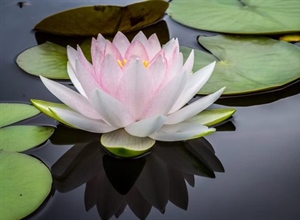 Lotus Flowers: Beauty Rising From the Water