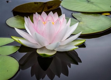 Lotus Flowers: Beauty Rising From the Water