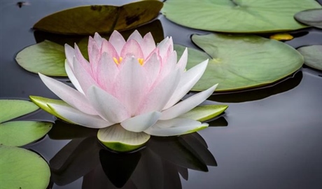 Lotus Flowers: Beauty Rising From the Water
