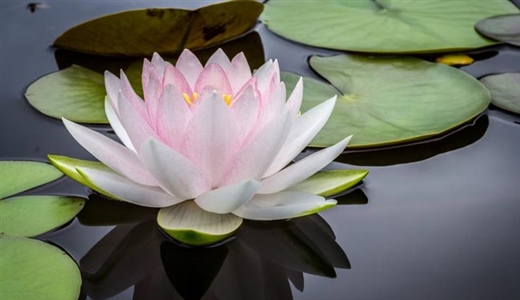 Lotus Flowers: Beauty Rising From the Water