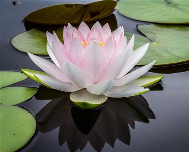 Lotus Flowers: Beauty Rising From the Water