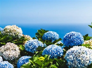 Hydrangeas: Flowers That Can Change Color