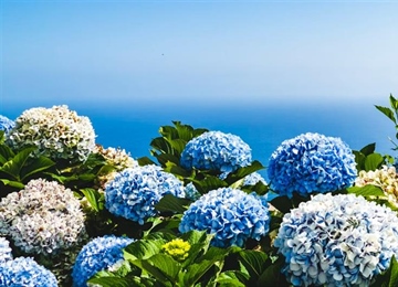 Hydrangeas: Flowers That Can Change Color