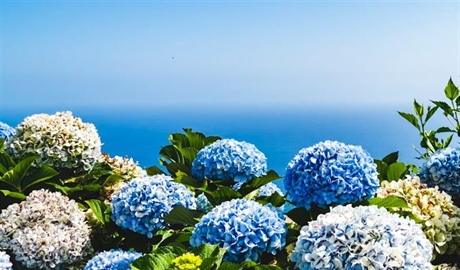 Hydrangeas: Flowers That Can Change Color