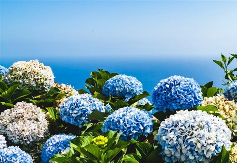 Hydrangeas: Flowers That Can Change Color