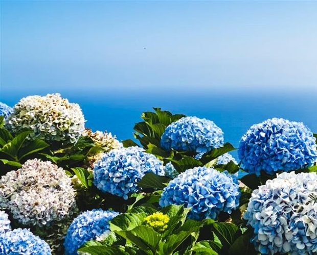Hydrangeas: Flowers That Can Change Color
